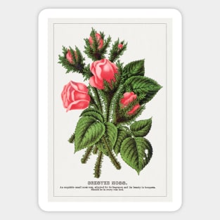 Pink roses, Crested Moss Lithograph (1900) Sticker